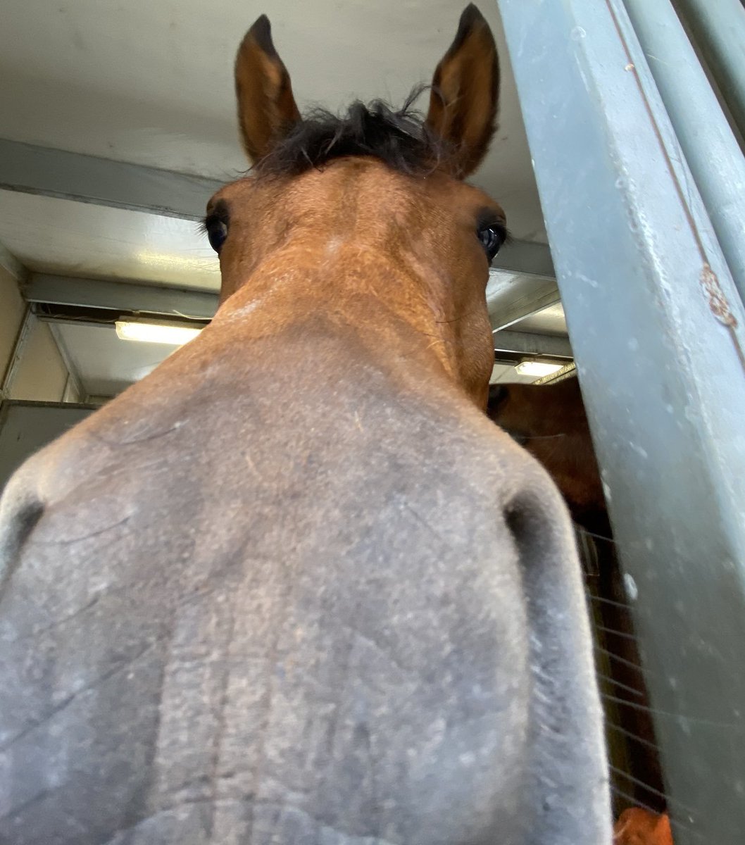 vomitcore's tweet photo. imagine being bojacks friend and him talking abouthow hes a terrible person but hes a horse so he just looks like this the whole time https://t.co/nO8fpYiASo