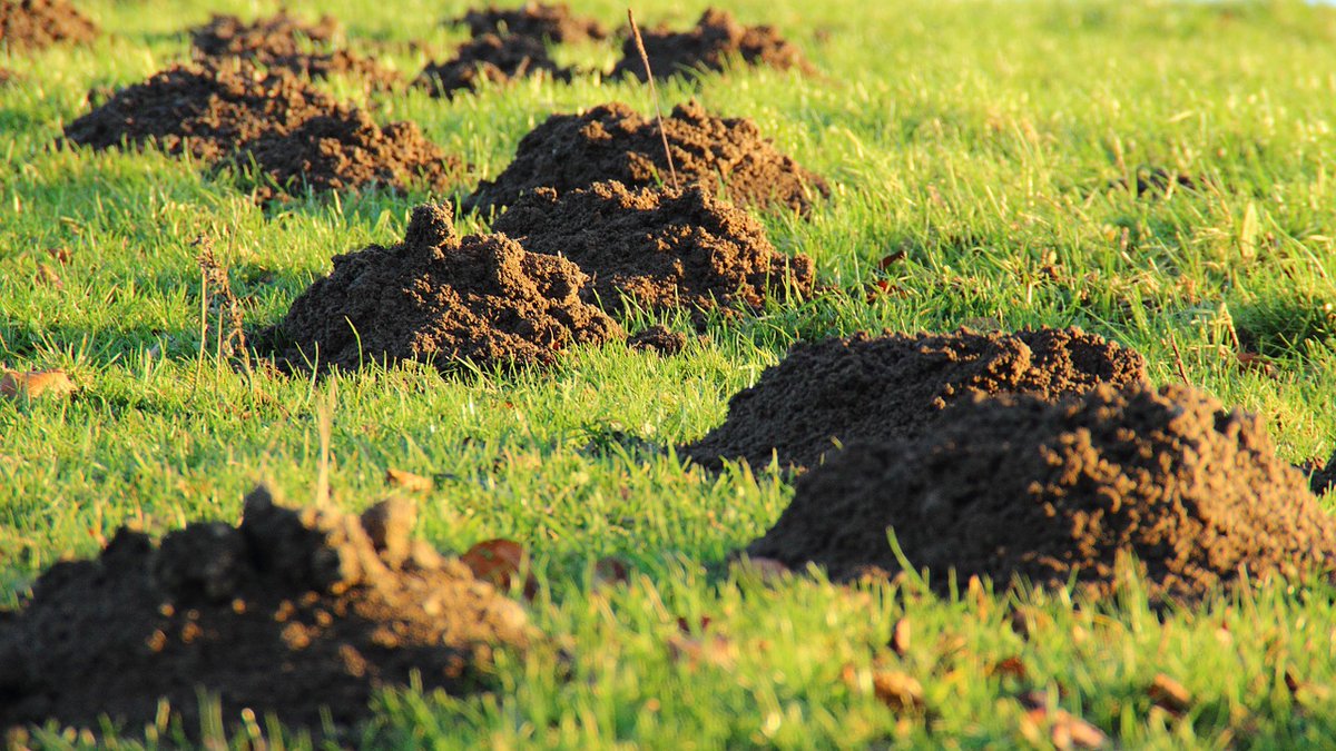Are moles tearing up your lawn? Old Farmers Mole Defense is 100% natural and effective against moles, voles, ground squirrels, and gophers! Safe for people, pets, and plants, tough on pests.