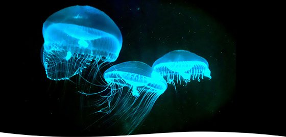 Bioluminescence Twitter Search Twitter