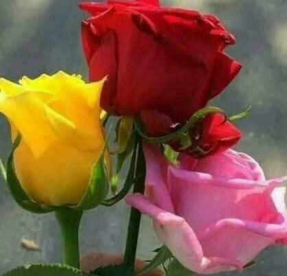 Alshmeriya70's tweet photo. @fNNcqRgY8x1kwf3 @ngha2019 @1__S_5 @alsultan828 @misk_eve @huwaishal1981 @as____as2 @almohsen_hh @5_____ee @faisaltamami @h_mmj88 @smd_41 @abo7sam337 @hm140573 وراسك يبعدي

يسلموووا يابعدي https://t.co/gLlznMFWMm