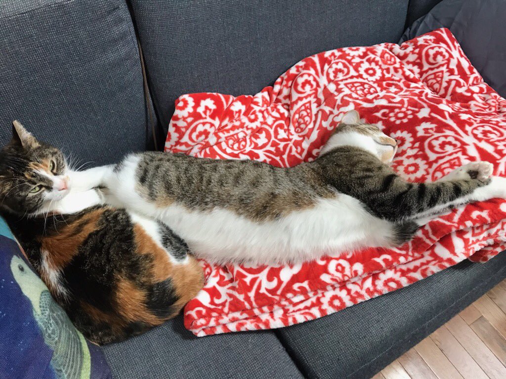 bilbo the cat stretches out across two sections of couch cushioning a blanket, long gone into dreamland. scrunched on the left of the frame, under his feet, sits Kira, who has curled into a smaller ball. she stares at the cares with squinted, bemused eyes.