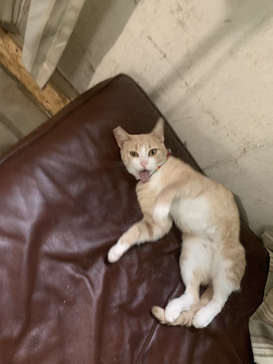 PawPlan's tweet photo. ๐ #cat #sillycat #Caturday #puppylove #fosterbased #petrescue ๐พ #pets in your heart โค๏ธ, in your home ๐ก, in your will. https://t.co/b3aYCxZKLK