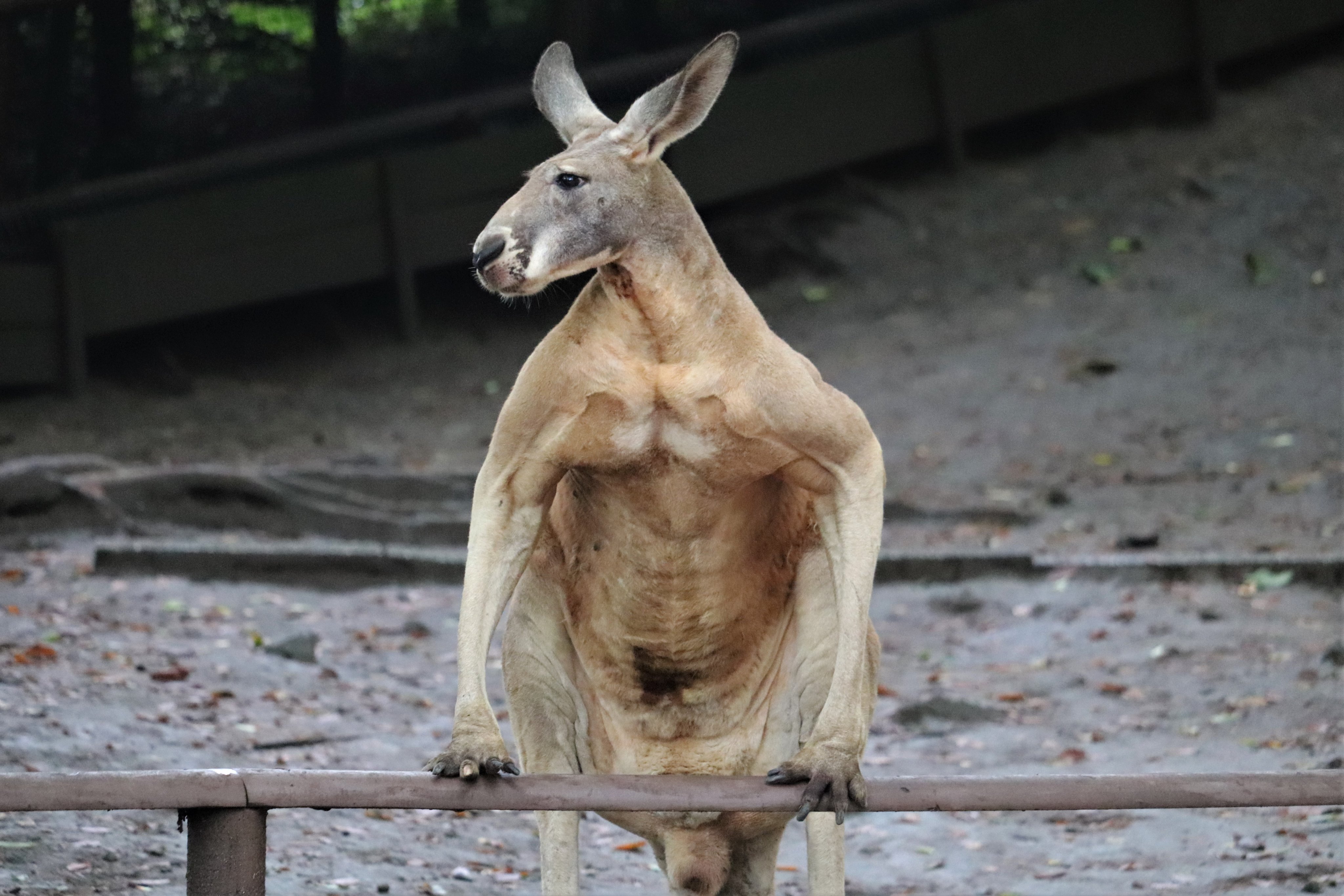 アフリカンサファリ 公式 ムキムキなカンガルーをご覧ください アカカンガルー 筋肉 アフリカンサファリ T Co Jrrlblm9fn Twitter