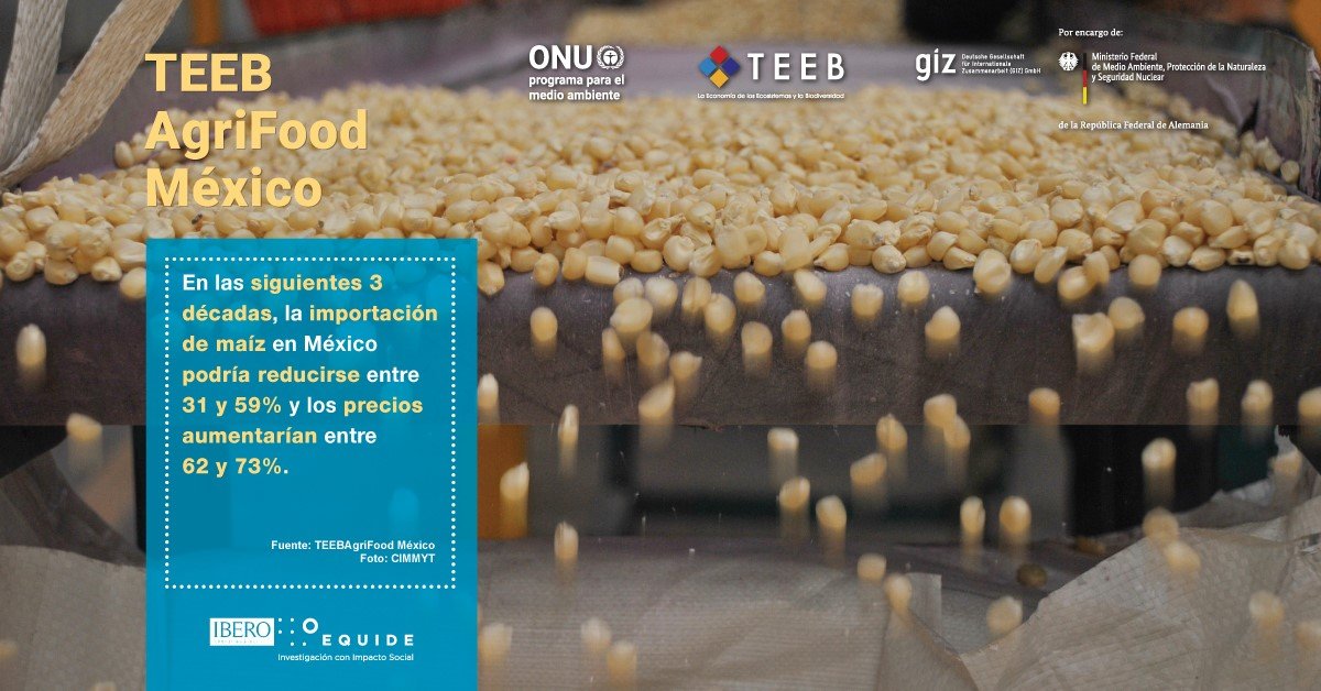 equide_ibero's tweet photo. 🔷 México es el principal importador de maíz 🌽 a nivel global.
🔷 Sin embargo, en los siguientes 30 años, esta tendencia podría cambiar debido a condiciones climáticas desfavorables en el cinturón maicero norteamericano.
#ResultadosTEEBAgriFood #TEEBMexico https://t.co/XNpH9DFooK