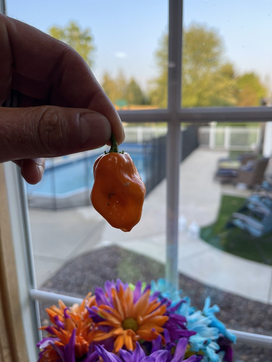 soberdaddy2's tweet image. Hey @tomhaberstroh @stevehaberstroh @pattyhaberstro2 @ALSTDI I know it’s been a while, but I just picked this bad boy from the garden.  Thoughts on what to do with it??? #ALSPepperchallenge 🌶 🥵 🔥