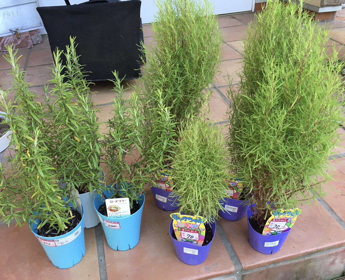 柿とみかんと無花果と Uobht7 Twitter