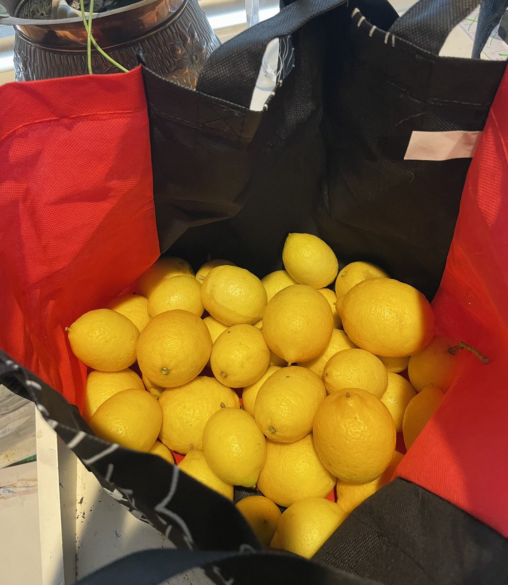 Asked son to pick the last of the limes that were above my reach. I didn’t expect this many. Send me lime recipes please #lovethetron