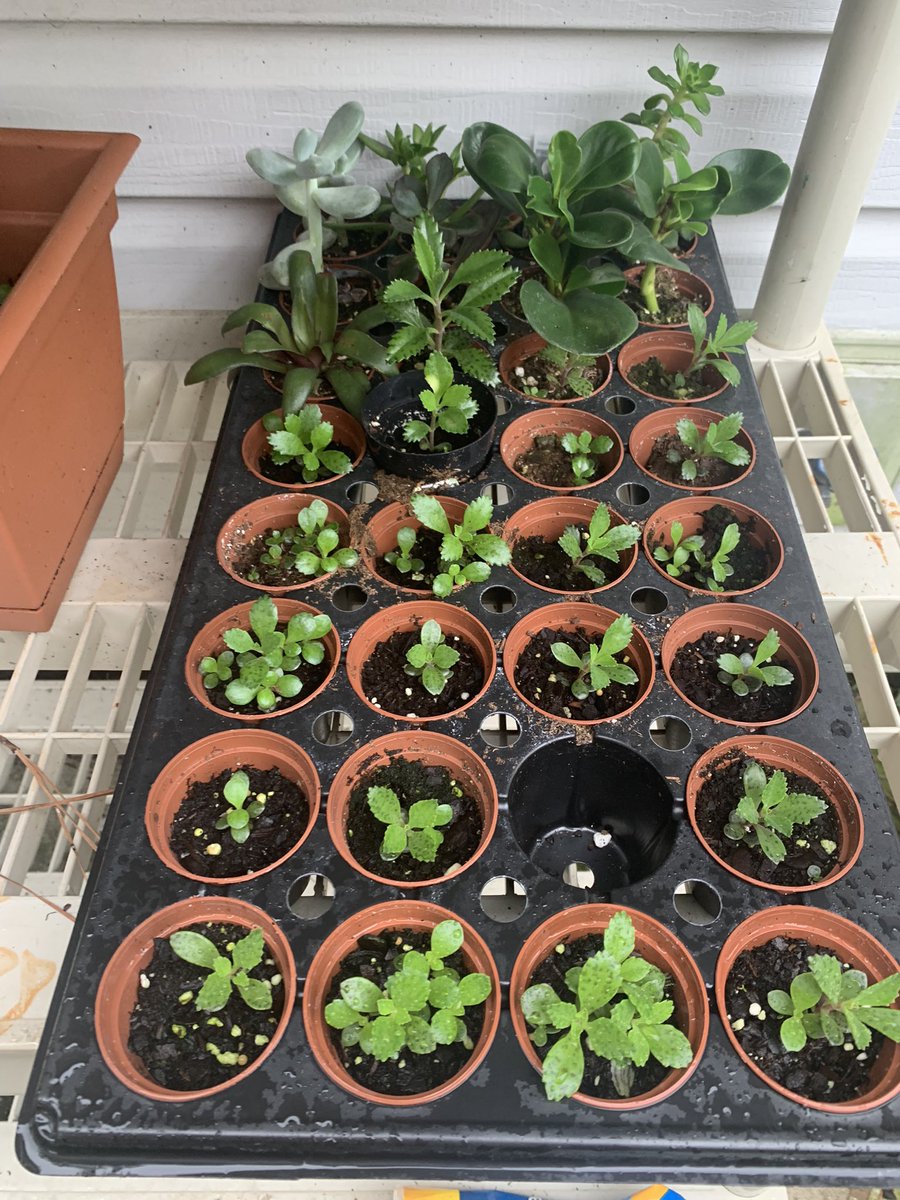 PlantSaga's tweet photo. So I have a holiday bazar coming up that I will attend in October and I have tons of succulents I’ll be putting out for sale, honestly they are all coming along nicely. #succulents #plant #garden #propagation #gardening https://t.co/aywgjPK6oQ