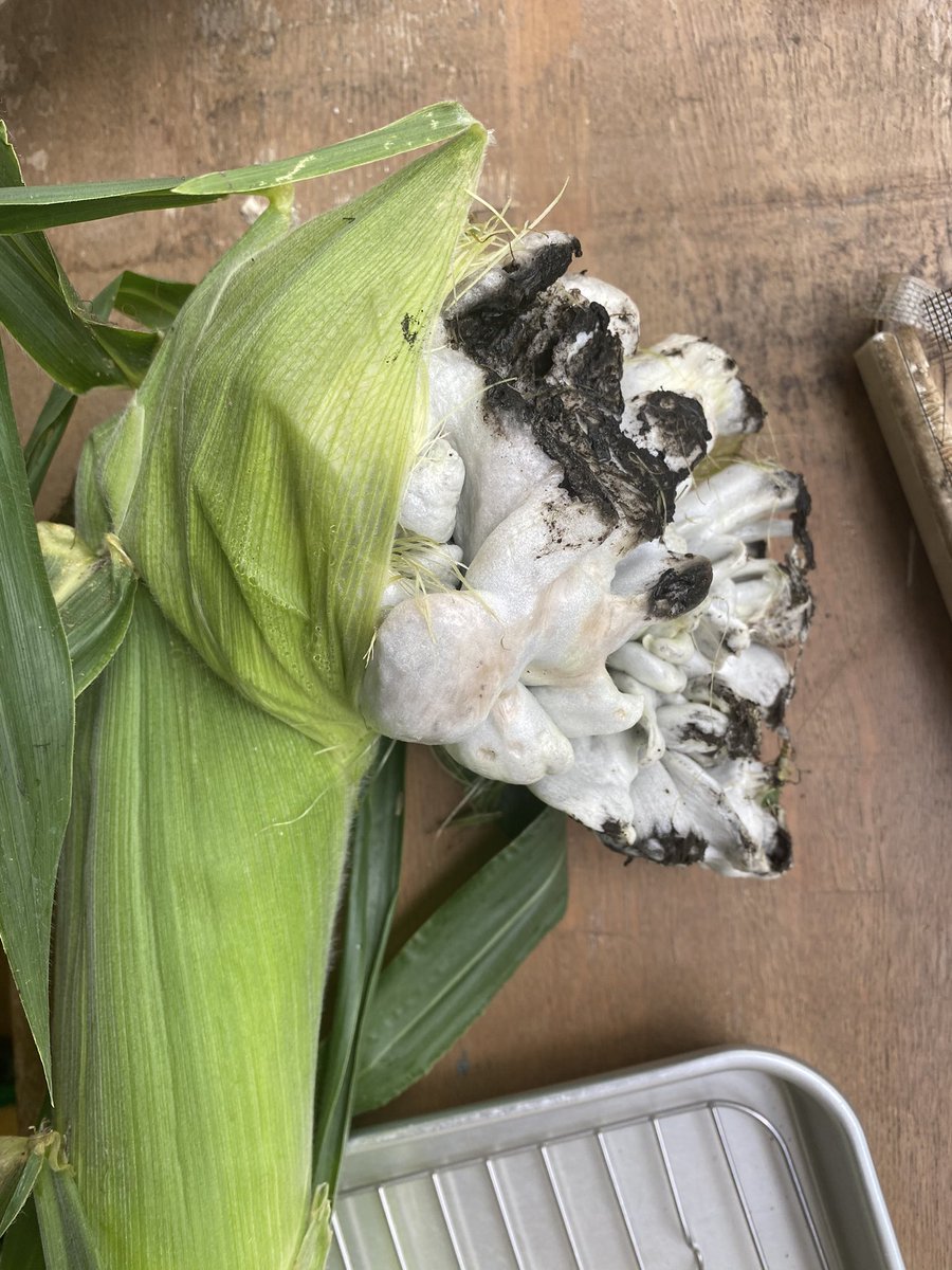 トウモロコシに黒穂病が出た グロいけど食べられると判明してまさかの食レポへ 食えるのこれ Togetter トウモロコシに黒穂病が出た グロいけど食べられると判明してまさかの食レポへ 食えるのこれ Togetter