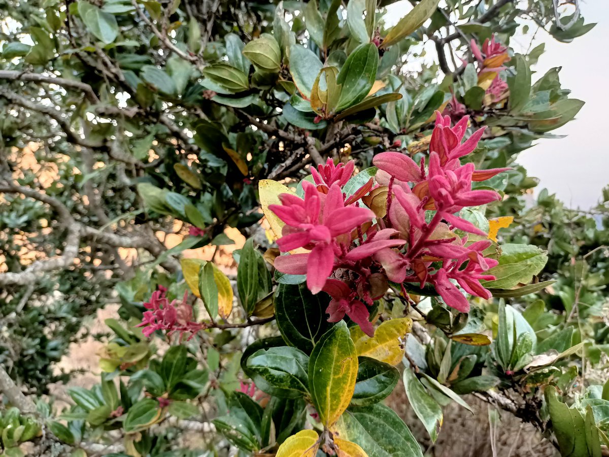 Tabi Joda tweet media