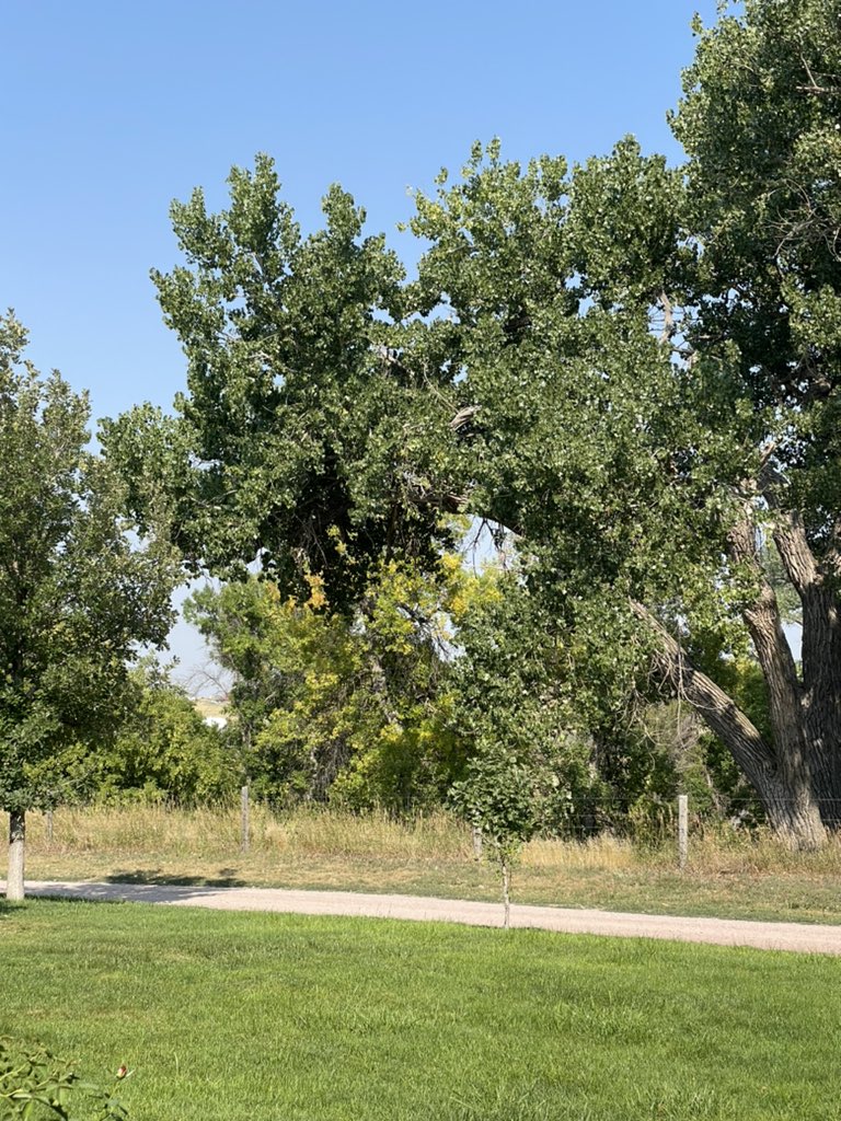 cleared2landcdr's tweet photo. The trees are starting turn at the farm. https://t.co/hV57a4jnnh