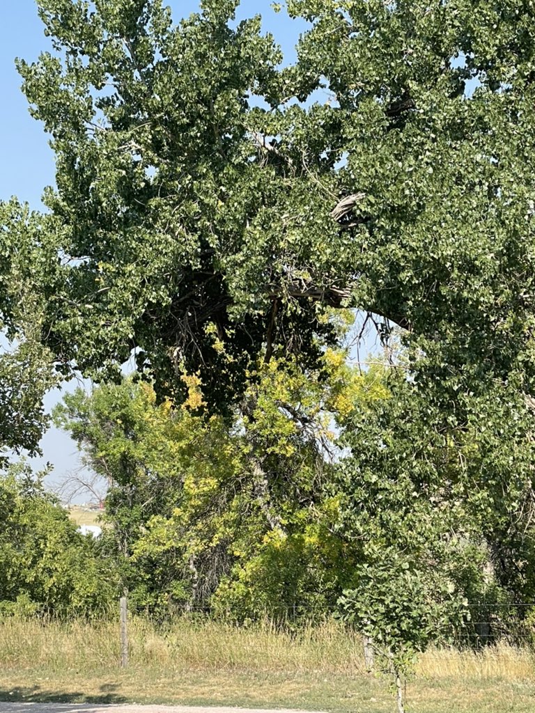 cleared2landcdr's tweet photo. The trees are starting turn at the farm. https://t.co/hV57a4jnnh