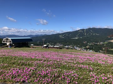 ひるがの高原のコキアやペチュニアの22年見頃や開花状況は アクセスや駐車場は そらいろ 日本が魅せる多彩な表情