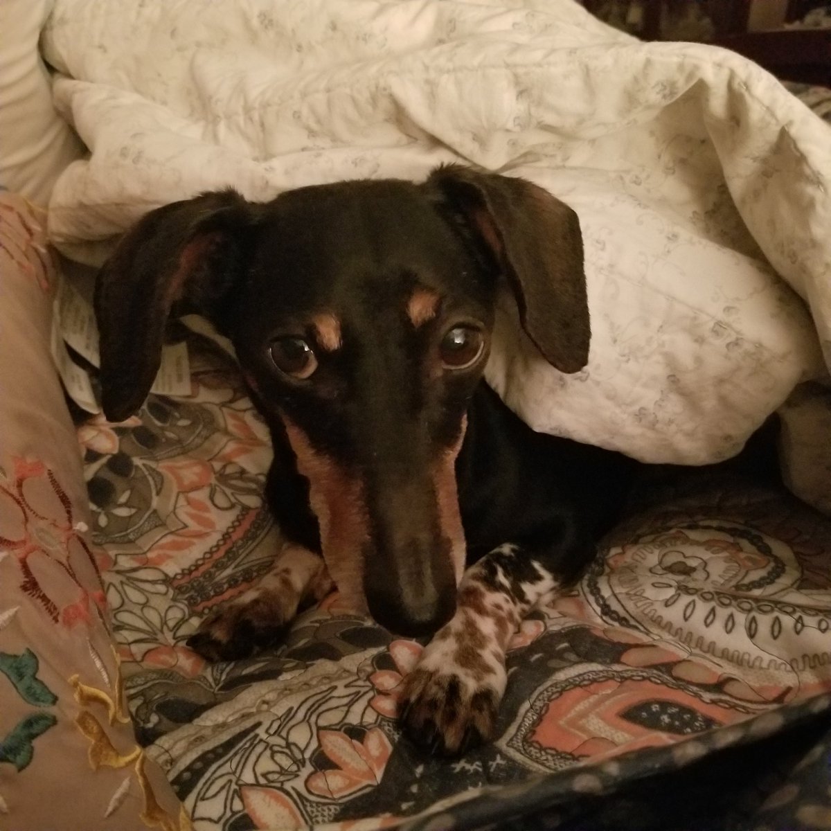 willis_clarissa's tweet photo. We're a little late but Mr Ebbie and I wish everyone a Happy International Dog Day https://t.co/ynRijbH6kv
