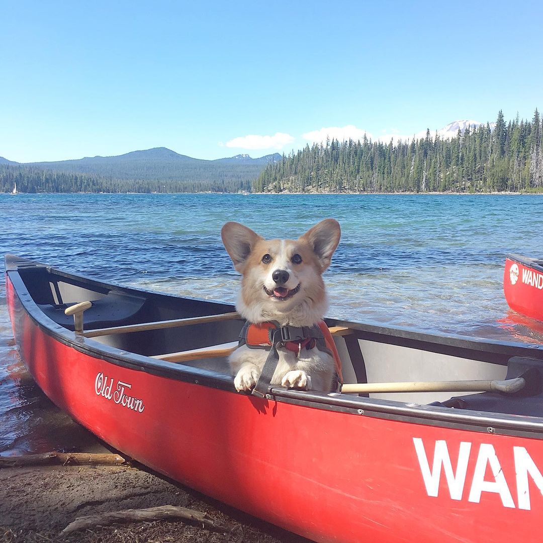 CommunityCorgi's tweet image. Who love this?🥺
Follow us👉 for more content! 😻🥰
 
❤️Double tap⁣❤️
_
_
#CorgiCrew #Corgi #corgiofTwitter