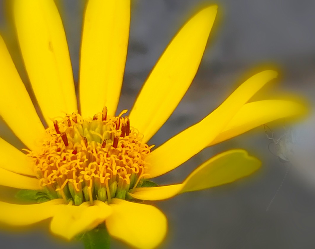 ヘリアンサス Twitter Search Twitter