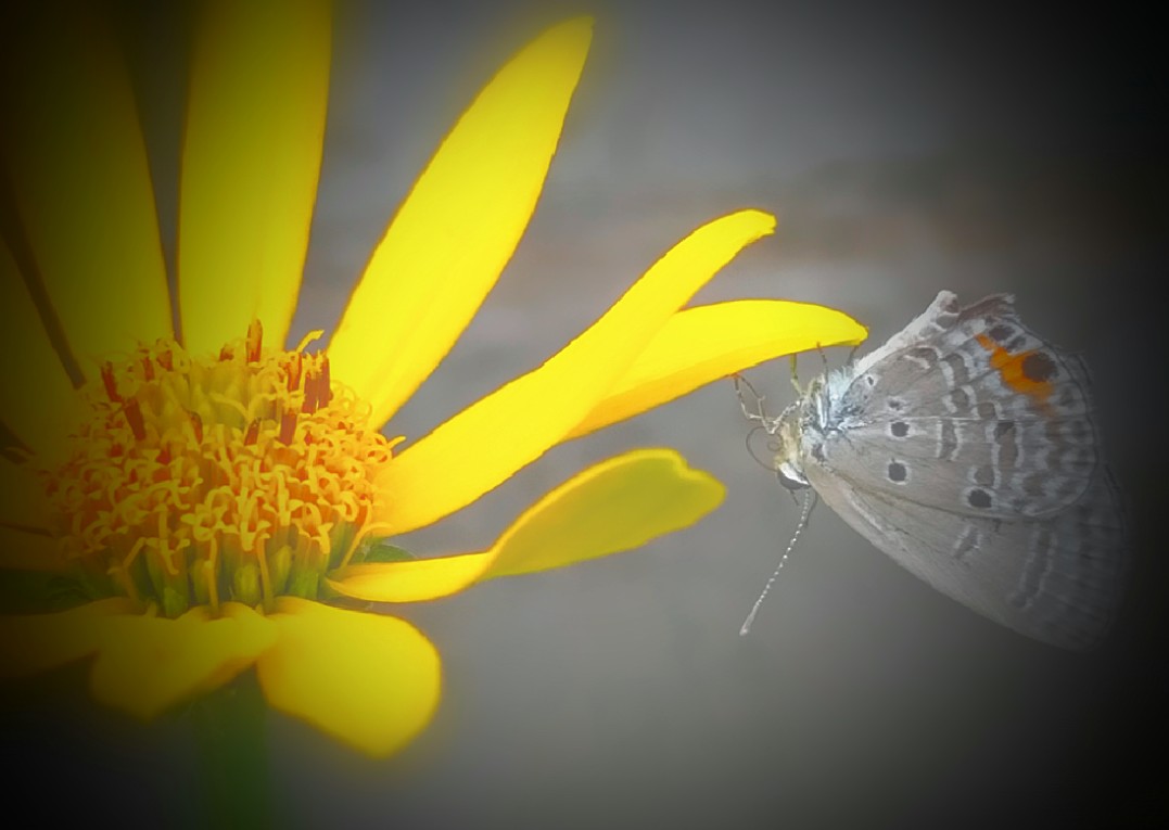 ヘリアンサス Twitter Search Twitter