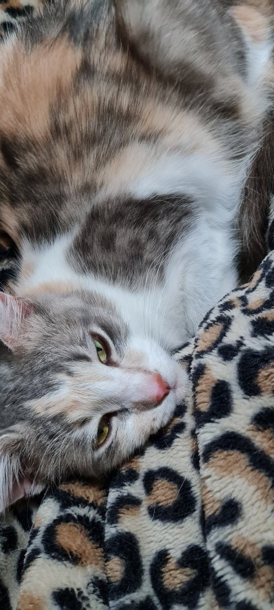 allyjay666's tweet photo. Meet Misty. My friend started a new foster group & I'm their 1st (& only) volunteer & Misty is our 1st kitty
#StreetCatAllianceQld #MistyMay
@GemHasTea @RobertaKnits @VeritasMeaLux @Simply_lzzy @LouDPhillips @MarkRPellegrino @ellyf3r @Lavandula1984 @Saige_Etienne @angel_scoggins https://t.co/WagvW1Ssw4