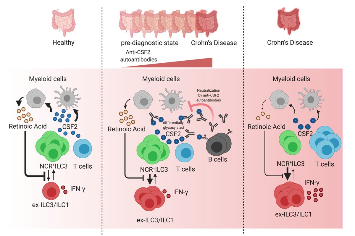 Happy to share a new preprint by the best collaborators on this planet and #theonlylabever. We show that "Anti-GM-CSF autoantibodies promote a pre-diseased state in Crohn's Disease" years before diagnosis. 
medrxiv.org/content/10.110… 
Read it, RT and let us know what you think!