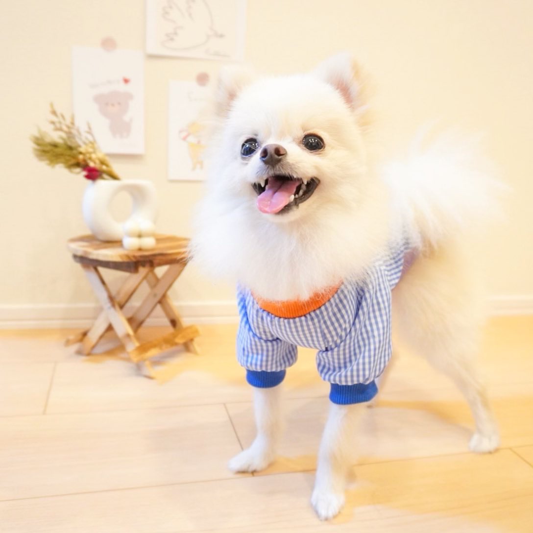 ポメラニアンのノア Nnoaa1118 Twitter