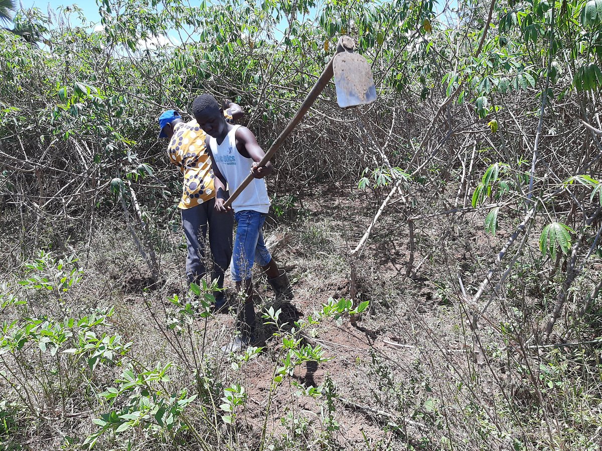 Wiodyek farmers cooperative, Lira district set to acquire a cassava milling machine with storage facility almost at roofing stage. Farmers are set to produce tons of cassava  needed to maximize production <a href="/MAAIF_Uganda/">MAAIF 🇺🇬</a> #cassava  <a href="/CouncilLira/">Lira City Council</a>