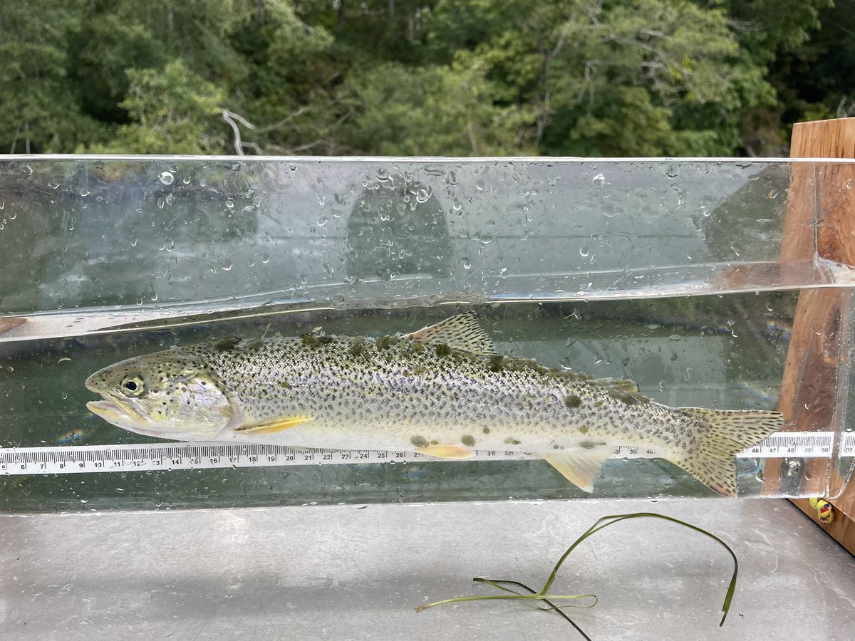 Tracking Cutthroat in #hoodcanal is going great but the #sealice load has got us worried.  Yesterday we sampled another 6 #seatrout all with greater than 12 relatively “unstudied” marine parasitic argulids and one fish with 96!