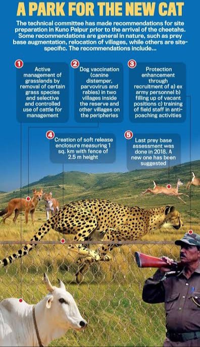 Shwetapushp's tweet photo. #PalpurKunoWLS #Cheetah https://t.co/9hPF445oyQ