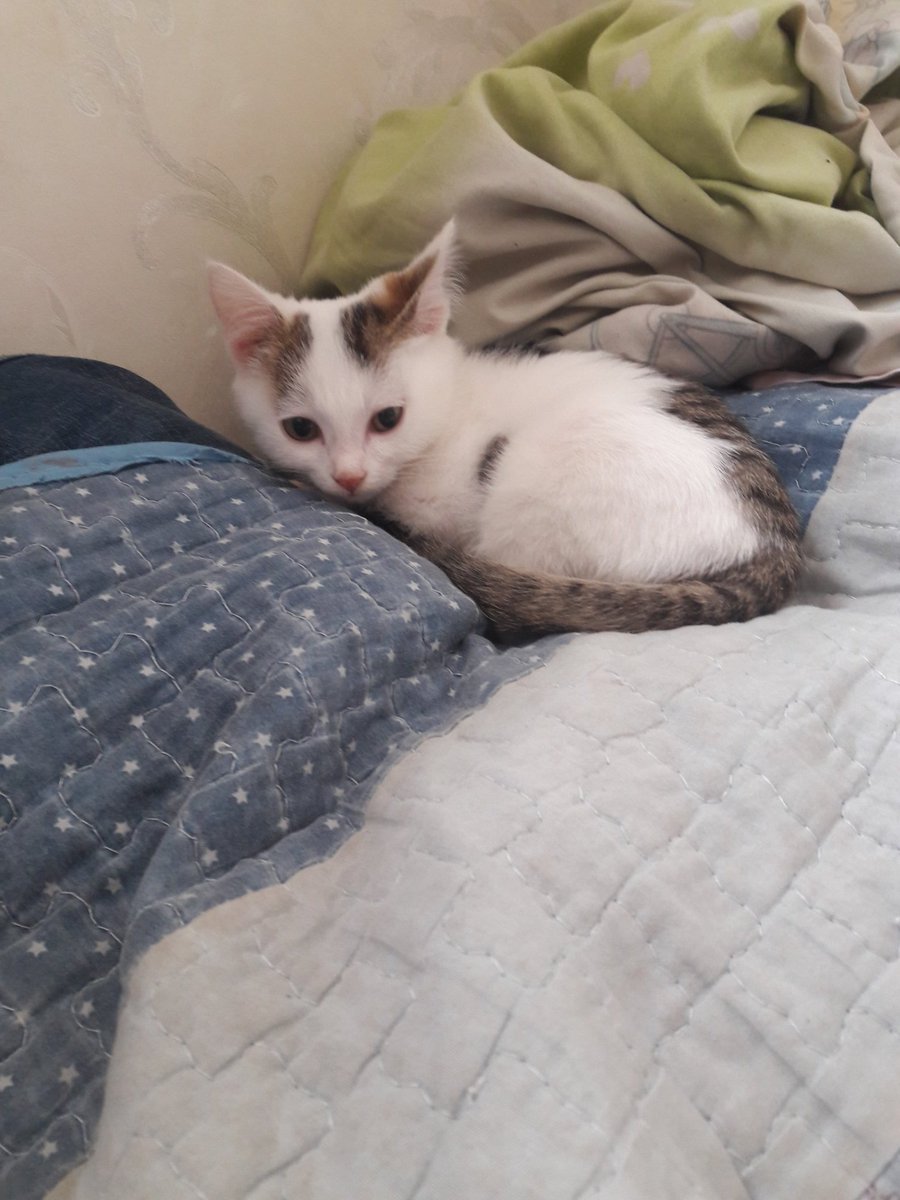 RZappier's tweet photo. My kitty https://t.co/hAQCkhBUeX