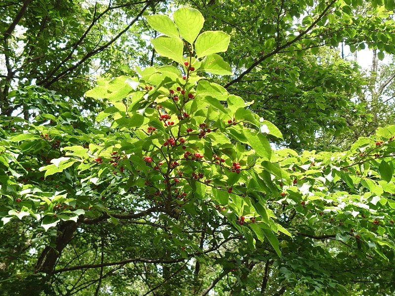 O B O Bnoishibumi Twitter O B O Bnoishibumi Twitter