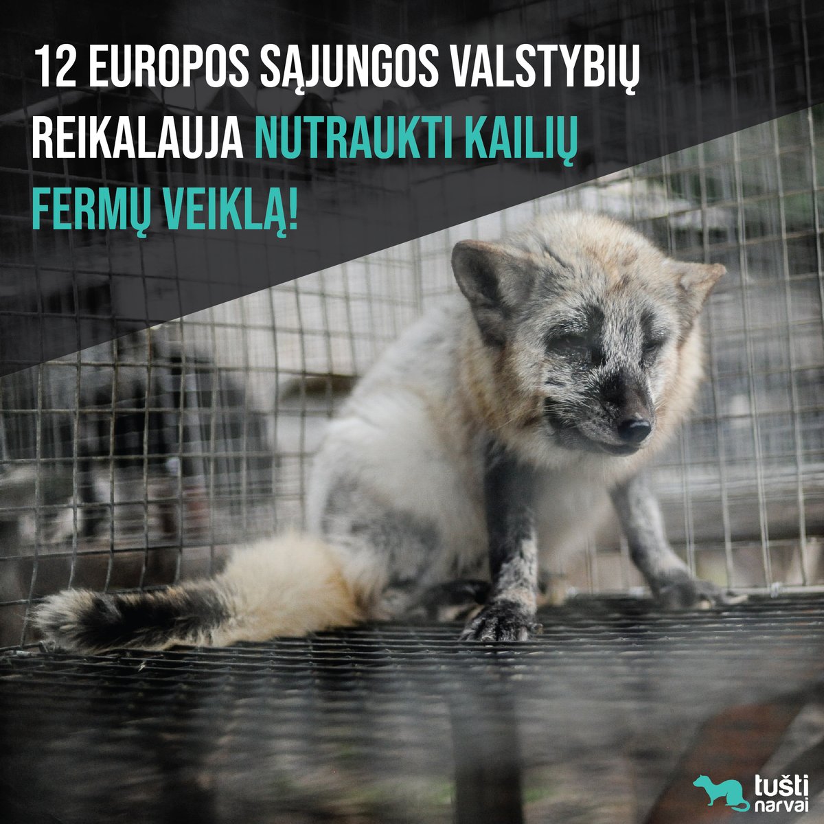 🇪🇺 Nyderlandų ir Austrijos vyriausybių iniciatyva reikalauja, kad ES būtų nutrauktas kailinių žvėrelių auginimas. Reikalavime atsižvelgiama į gyvūnų gerovę, taip pat į pavojų, atsirandantį dėl SARS-CoV-2 sukeliamų infekcijų.
Daugiau informacijos : eurogroupforanimals.org/news/twelve-me…