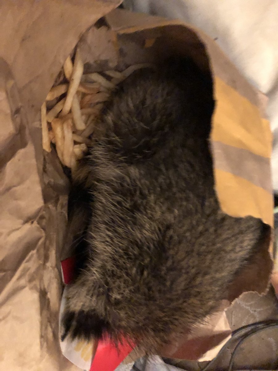 olddirtycrayon's tweet photo. The #Raccoon is passed out in a #McDonalds bag in the bed…I don’t dare move her, cause I’ve damn near lost a finger relocating an ice cube she dropped…I don’t even want to know what she’ll do if I try to remove her from her French fry nest https://t.co/6Qp5YnnzQ1