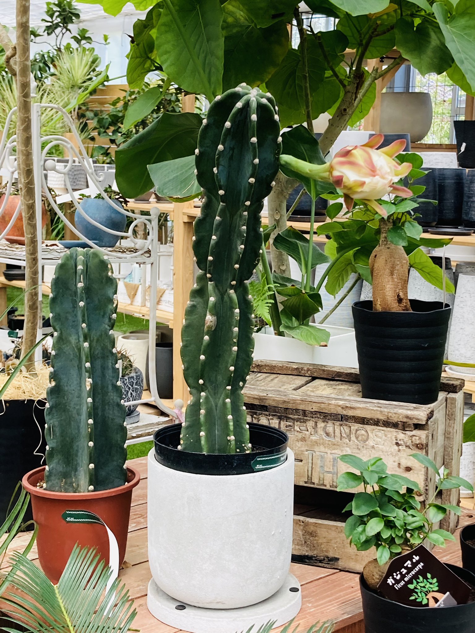 ガーデンマルシェ 下関 防府 下関店 ハシラサボテンに蕾がつきました もうすぐ花ひらきそうです ガーデンマルシェ 下関 寄せ植え 園芸 ガーデニング 花屋 ガーデン 花のある暮らし 花のある生活 植物のある暮らし 花 庭 グリーン
