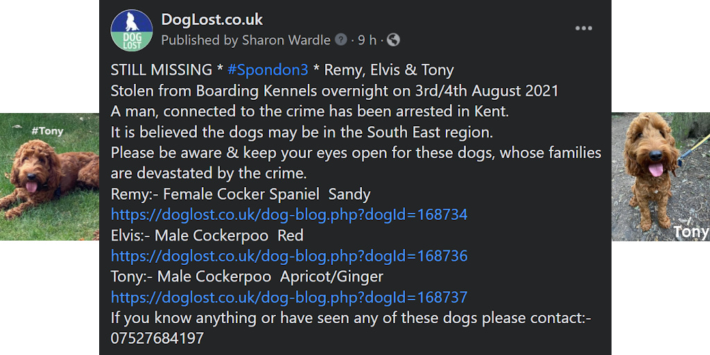 @SAMPAuk_ @DerbysPolice #STOLEN #DOG TONY * STILL #MISSING ‼️ #thespondonthree Tony, Elvis and Remy may be in the South East Region ‼️ doglost.co.uk/pet/168737 #SouthEast #spondon3 #spondonthree #Spondon #StolenDog #DogLostUK