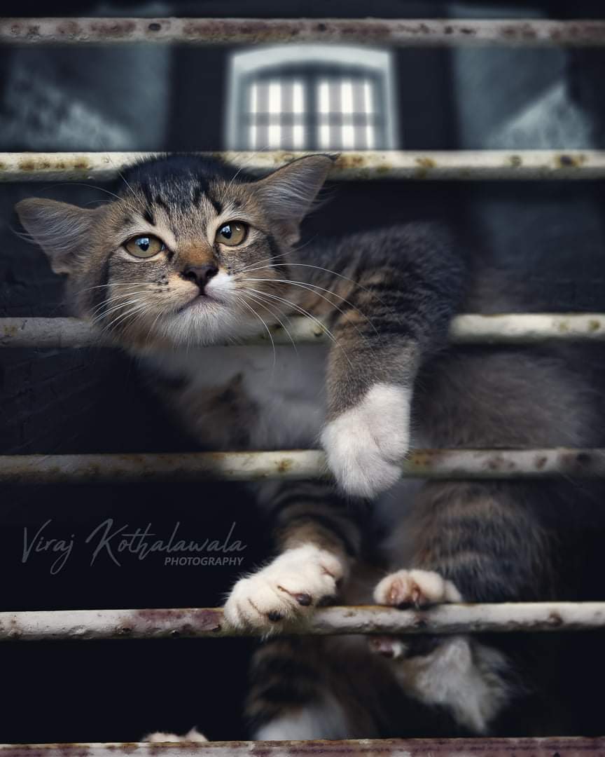 DonVirajK's tweet photo. Pussying Break 
#cat #pussy #pet #jinji #prisonbreak #catlovers #CatsOfTwitter https://t.co/iFG8SYRqqb