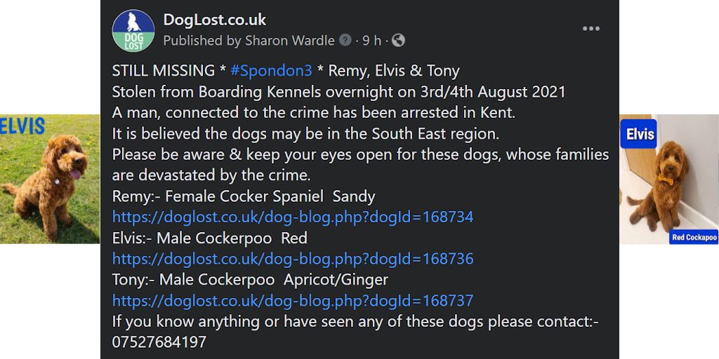 @SAMPAuk_ @DerbysPolice #STOLEN #DOG ELVIS * STILL #MISSING ‼️ #thespondonthree Elvis, Tony and Remy may be in the South East Region ‼️ doglost.co.uk/pet/168736 #SouthEast #spondon3 #spondonthree #Spondon #StolenDog #DogLostUK