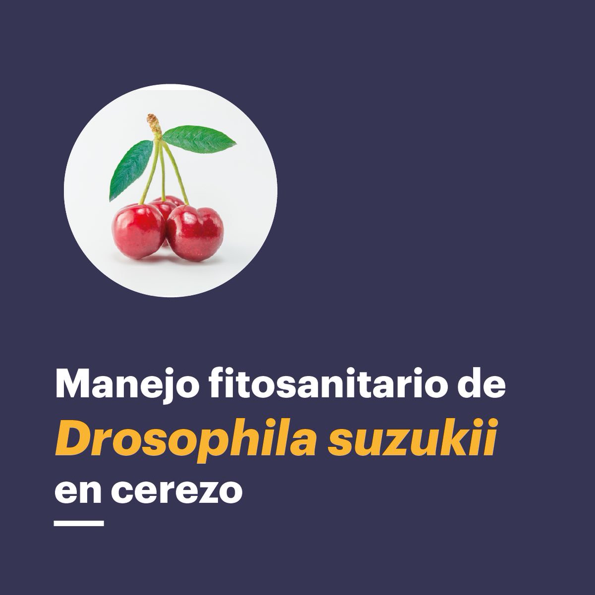 Drosu_Chile's tweet image. Interesante publicación PEC Magazine escrito por el especialista Dr.Luis Devotto llamado Manejo Fitosanitario de Drosophila suzukii en cerezo. Se analiza impacto por zona climática, efecto en la industria y mucho más. Reportaje completo en  pecchile.com