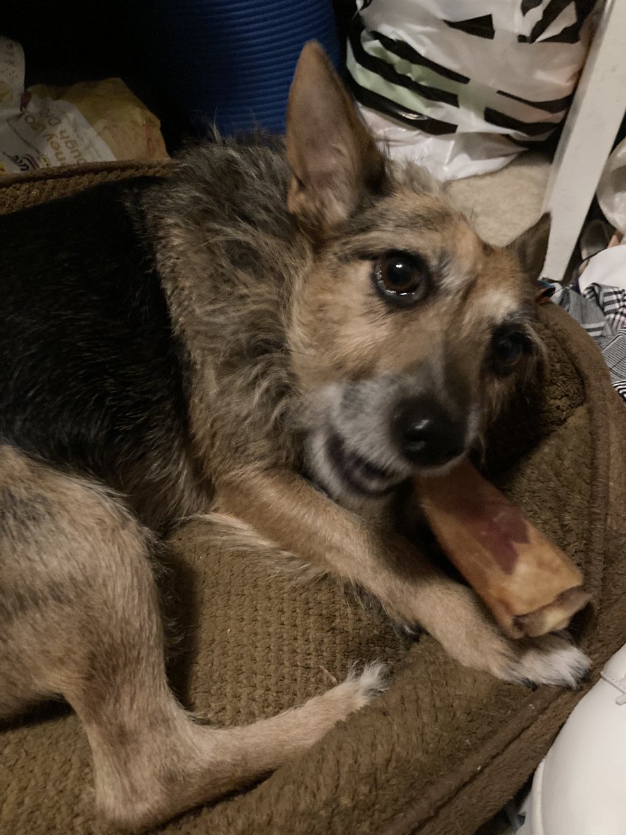 HerbieMooland's tweet photo. What’s better than a surprise snack!? 🐶‼️ Mom came home with some pig ears for my sister and I tonight! Woohoo!! 🎉 Yummy! #pigears🐷 #pigearchew #happydog #snacktime #surprise #dogsoftwitter https://t.co/hLMg8RaaYS