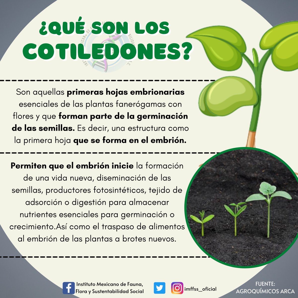 imffss_oficial's tweet photo. 🔴🌱 #SabíasQue Los #cotiledones son partes importantes de las plantas y son los que se encargan de proporcionar los nutrientes necesarios y adecuados para la germinación de la semilla. ¡Conoce más de ellos!🧐🌱 #IMFFSS #Drplanta #Draplanta https://t.co/jWcofjgORP