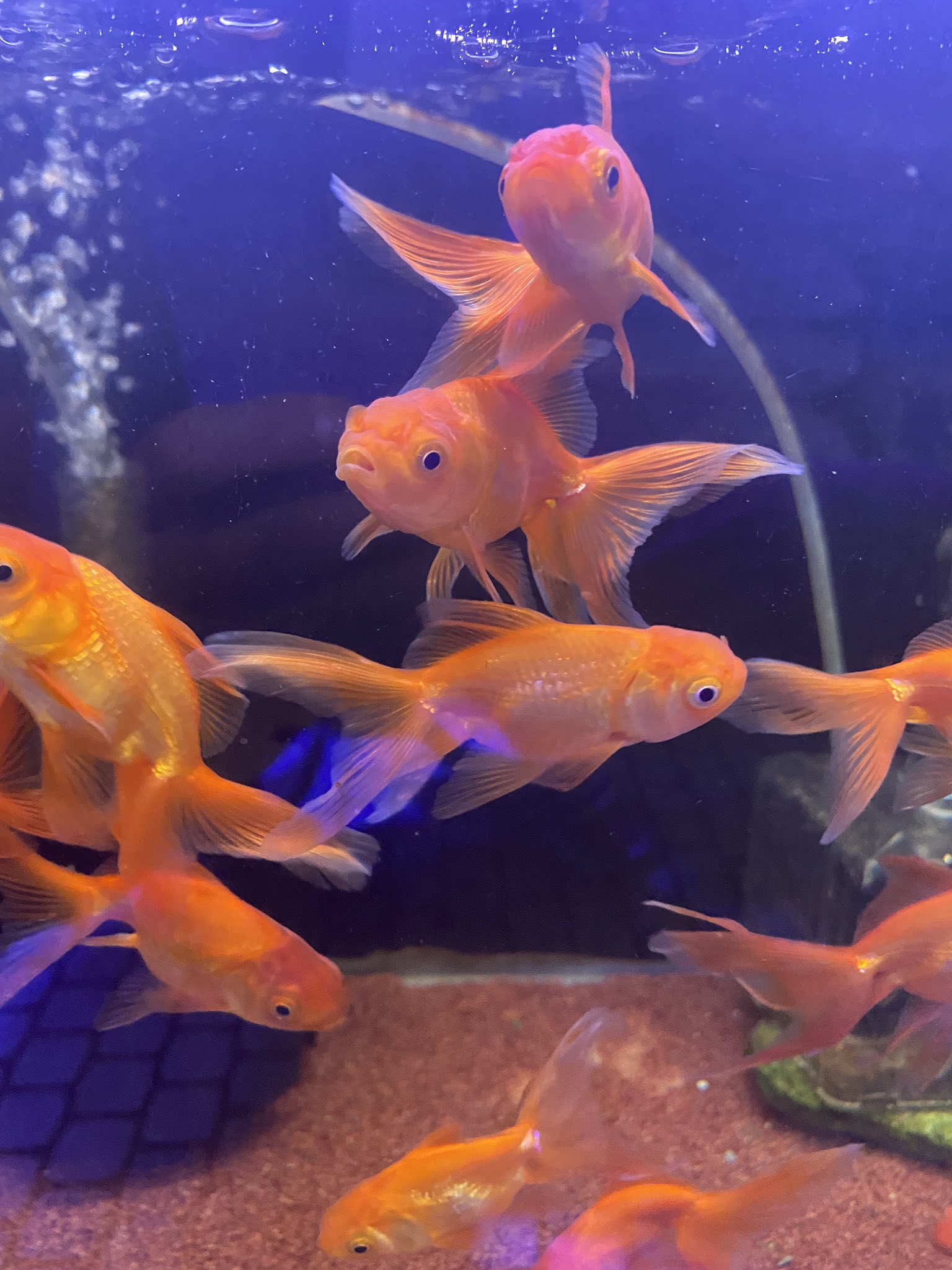 観賞魚センター いよいよ高知もまん延防止 ワクチン打ってマスクして営業してます 今年はメダカより金魚が良く動きます トリートメント終わりましたのでどぞー 琉金 茶金 cmぐらいのカラプロ うちのは形が良いのでマニア向け金魚 T Co