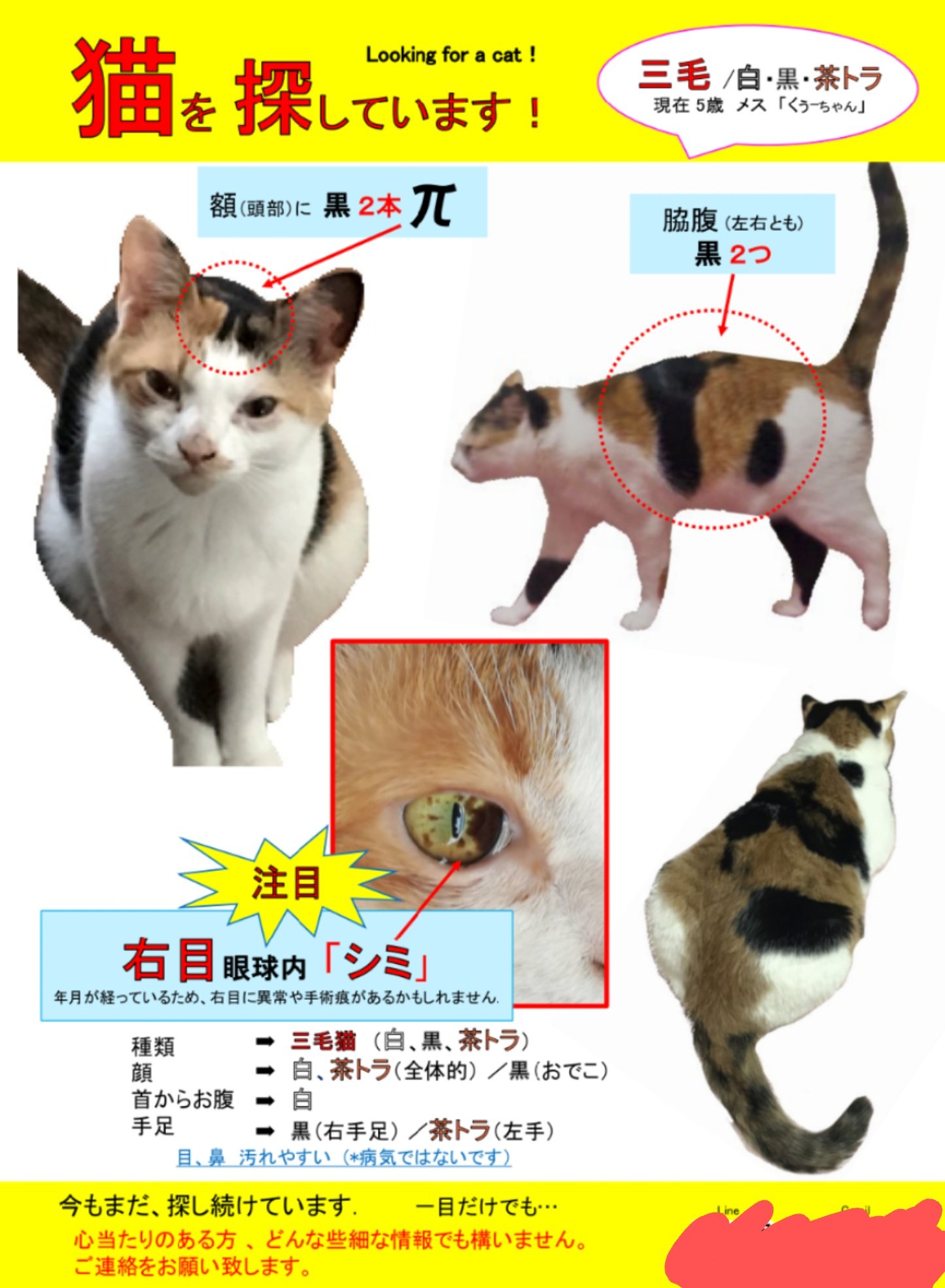 Taka くぅー 3年経ってしまった Cat Lookingfor Twitter