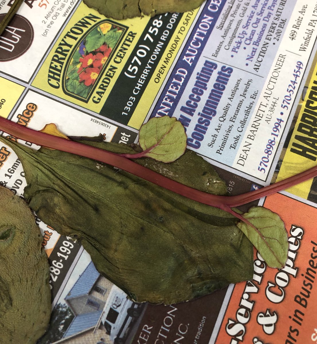 MartineBotany's tweet photo. 17 days on the drier and still not fully dry. #herbarium #basellaceae https://t.co/uPbonHOvq1