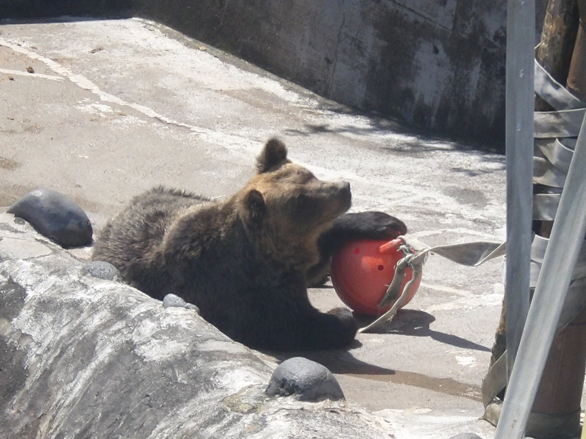 のぼりべつクマ牧場 公式 最近のクンチャンのマイブームは オレンジの浮き玉に手をかけること のぼりべつクマ牧場 エンリッチメント T Co Pelnpdasow Twitter