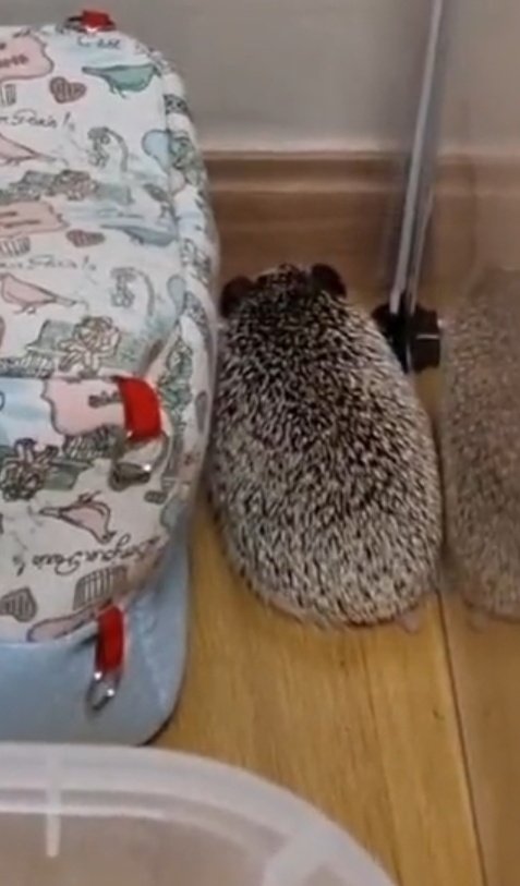 i9kgyu's tweet image. rt si estas llorando por un erizo y un coreano diciendo "odi"