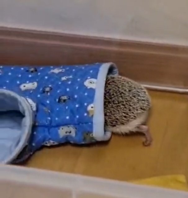 i9kgyu's tweet image. rt si estas llorando por un erizo y un coreano diciendo "odi"