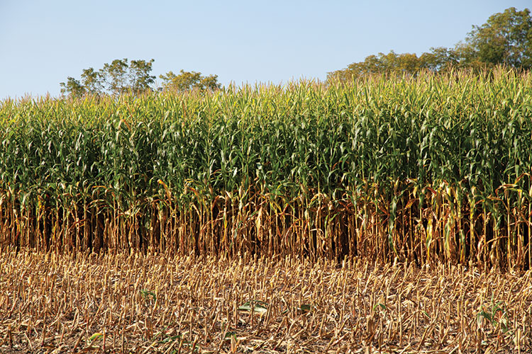 #Corn must be ensiled at the proper moisture for optimum fermentation. Determining whole plant moisture can be problematic. Corn sampling determines a harvest date by measuring changes in ear and stover moisture content in standing corn. #forageshttps://on.hoards.com/3DdreuM https://t.co/5O4uIhDJt9