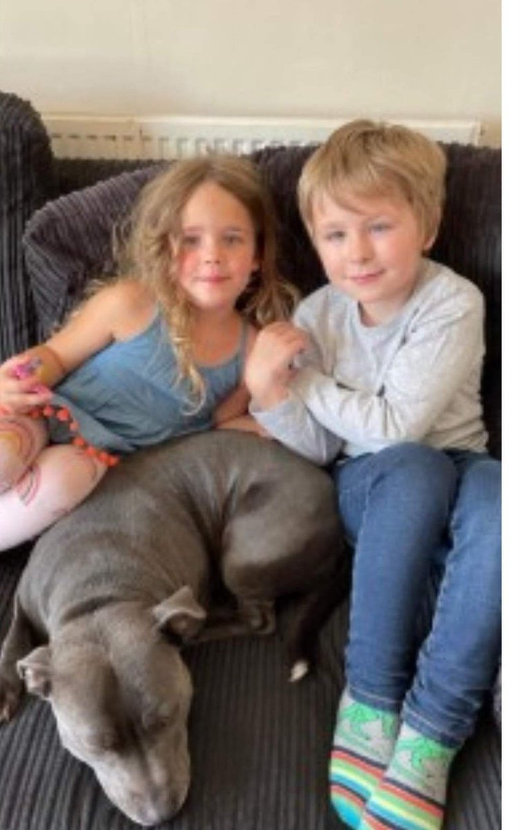 AlanDaffern's tweet photo. #Missing: QUEENIE
#Chipped female #StaffordshireBullTerrier
#Lost: 27/08/21
Area: #KempeRoad #Enfield #London #EN1 (#southeast)
Blue #SBT - tip of her tail is white - small amount of white on her chest - small white patch on her front left paw
https://t.co/inavpTRkE3 https://t.co/uWXdLFXT1r