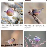 姉が深刻そうに シマエナガの次にくる野鳥は フジイロムシクイ だと思うの って言ってくる カラフルな綿菓子感 ゲーミングシマエナガ Togetter