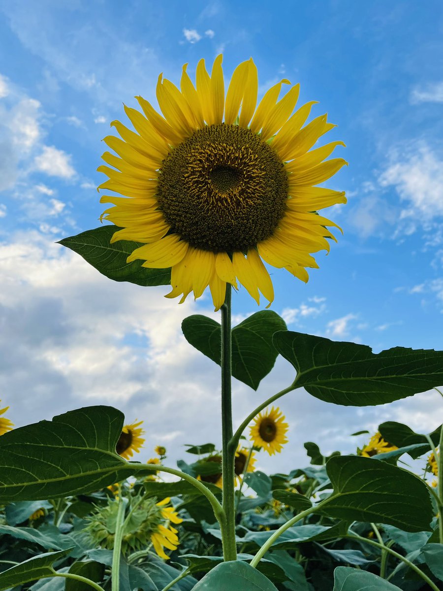 煙山ひまわりパーク