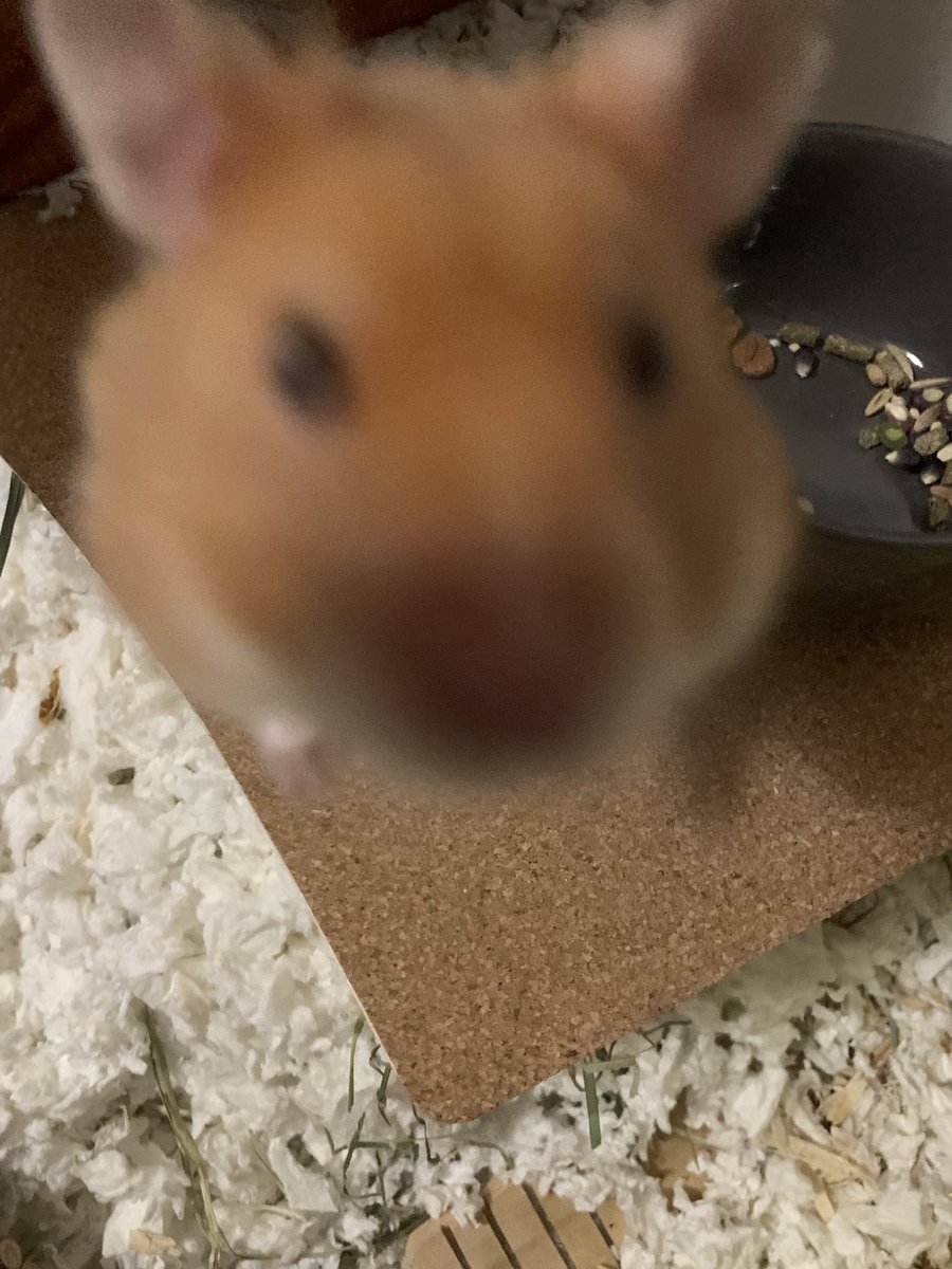 words_unravel's tweet photo. “Is this a treat? Are you sure this is not a treat?” #🐹 #hamsterupdate https://t.co/DiXj00XYU6