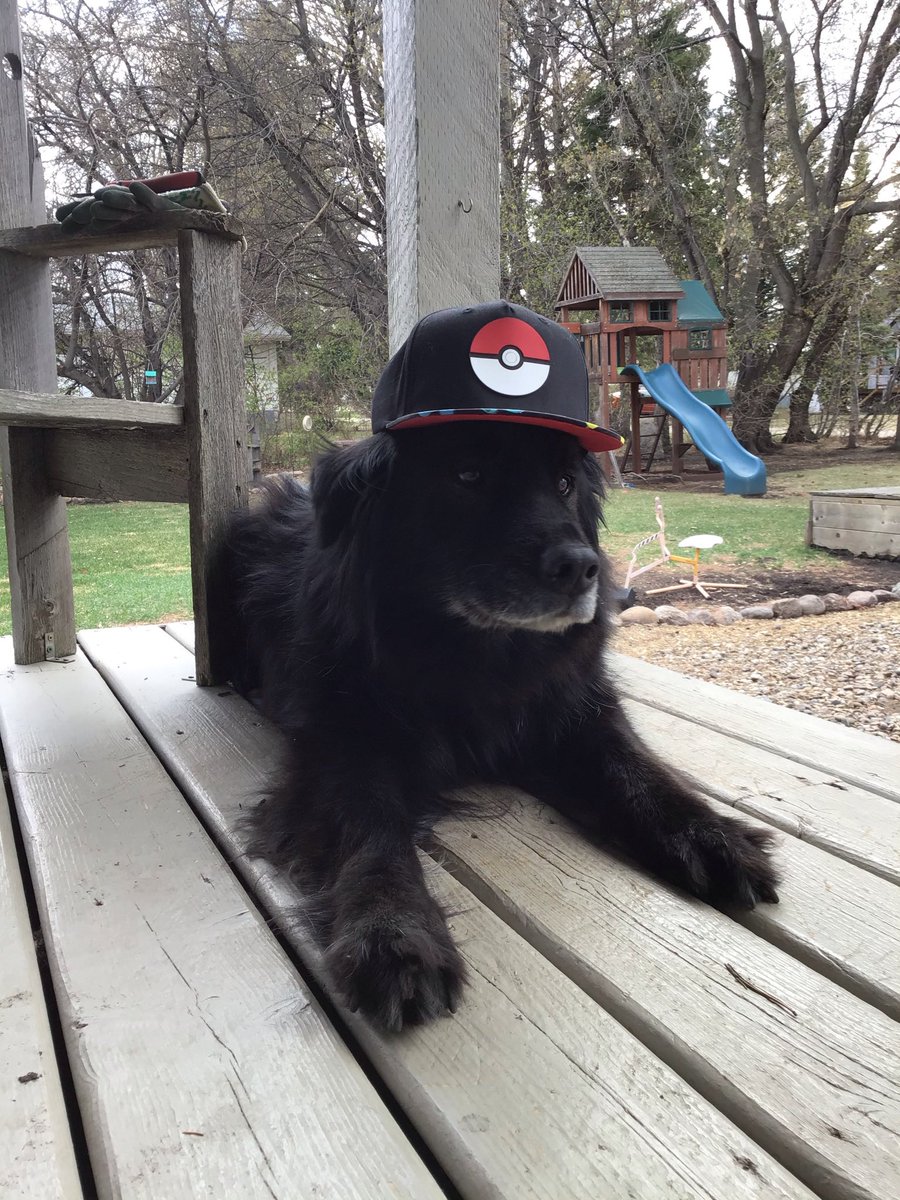 Happy National Dog Day to our Favourite Furry Family Member Molson! ❤️ 
#nationaldogday #molson #familyfirst #supplementalinsurance